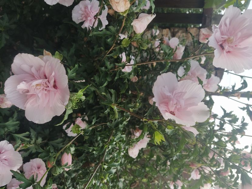 Hibiscus syriacus Pink Chifon - Hibriscus