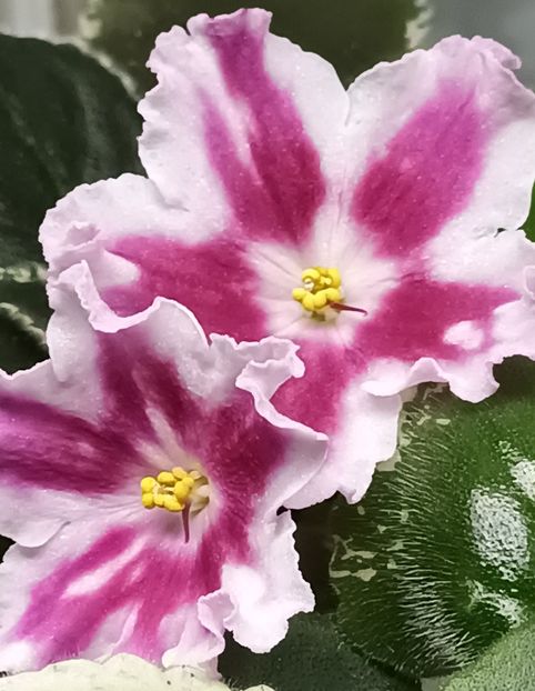 LE Margarita - PORTRETE