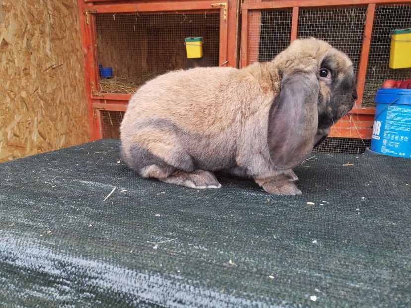  - MASCUL_6_THURINGER