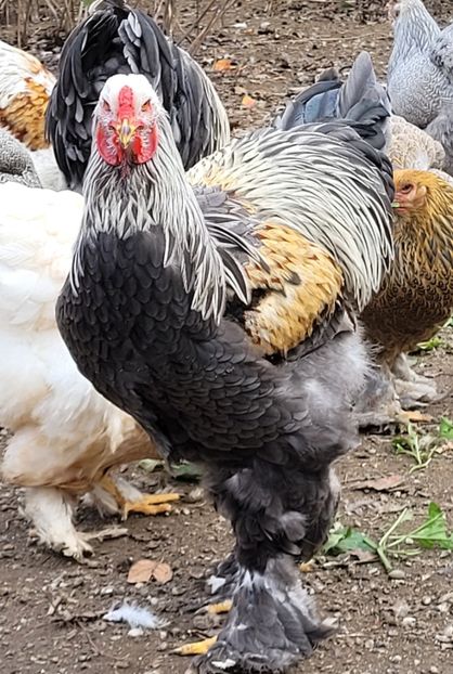  - a__Pui și tineret brahma 2022