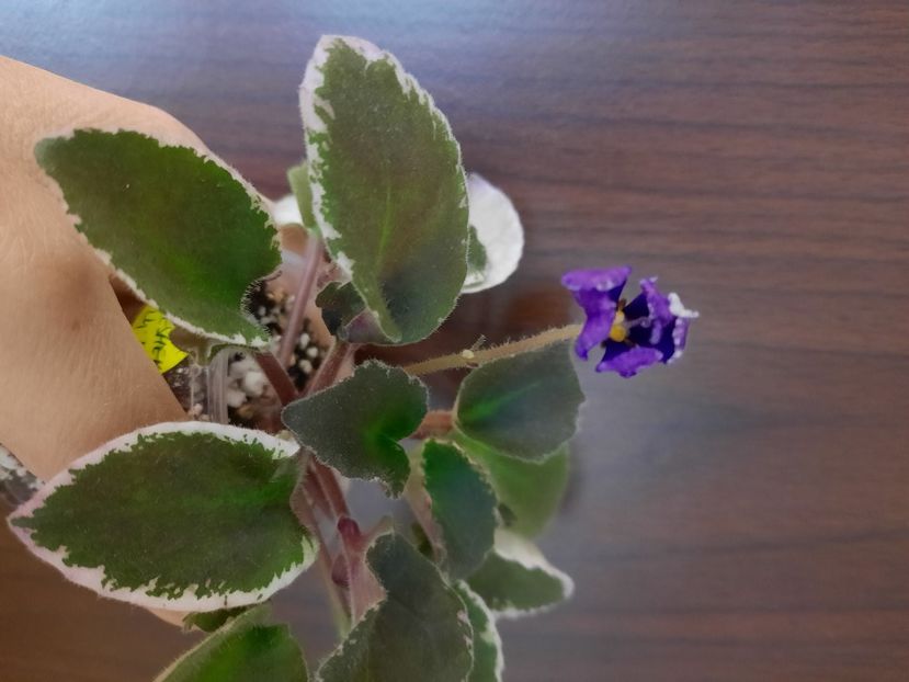  - ZZHodds-Peljmeshek