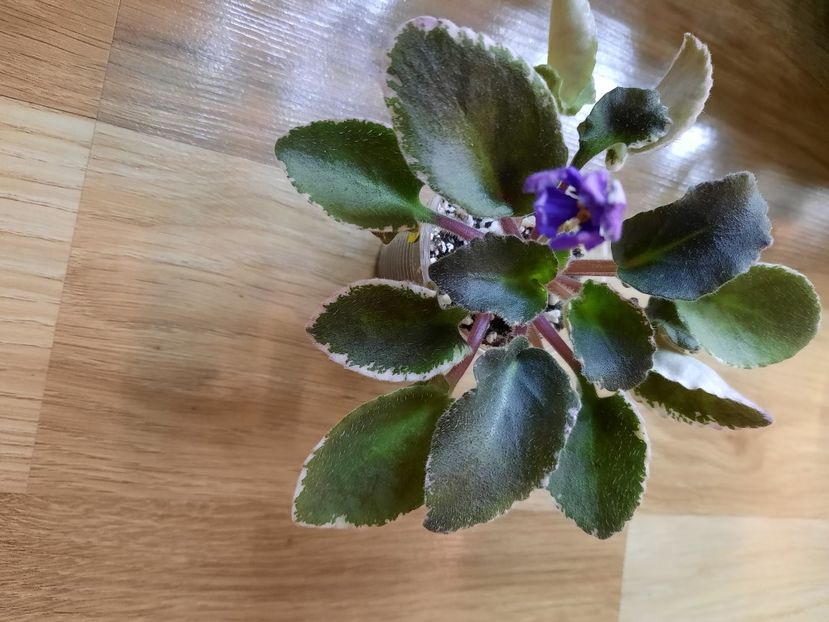  - ZZHodds-Peljmeshek