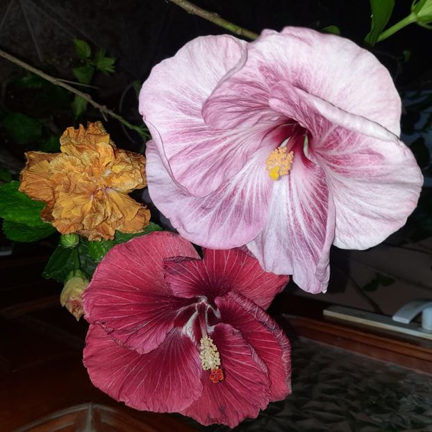 17.11.2022 - HIBISCUSI 2022-7