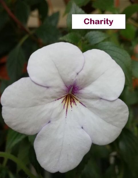 Charity - Charity