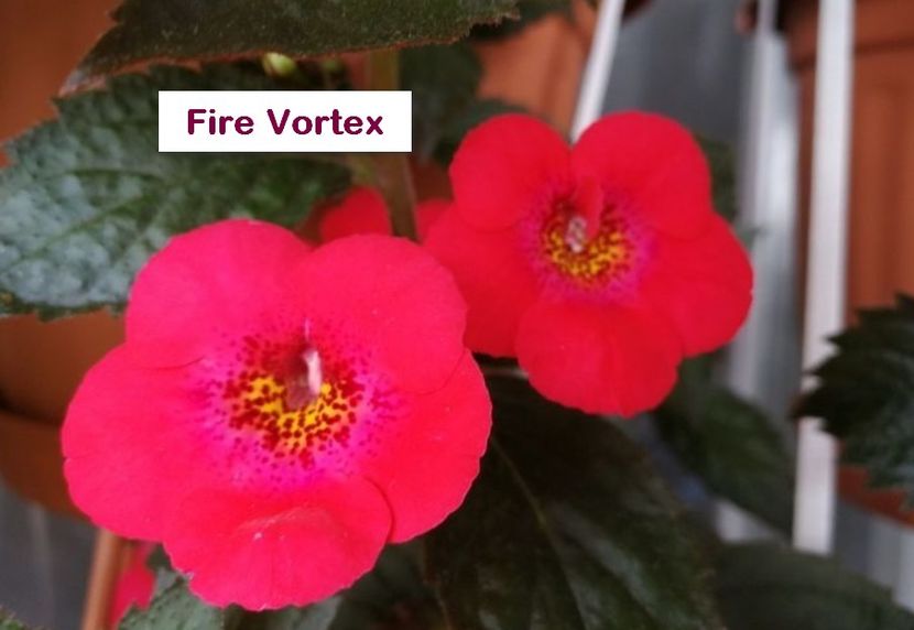Fire Vortex - Fire Vortex
