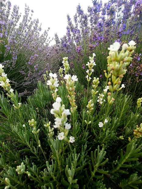 lavanda alba - Lavandă 2022