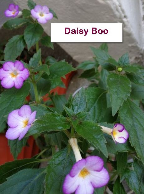 Daisy Boo - Daisy Boo