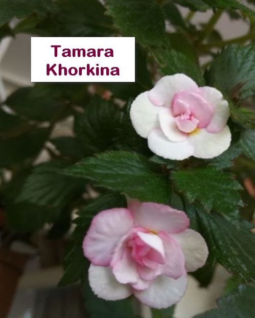 Tamara Khorkina - Tamara Khorkina