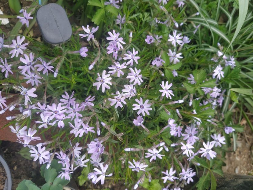 phlox subulata fabulous blue viole - Phlox