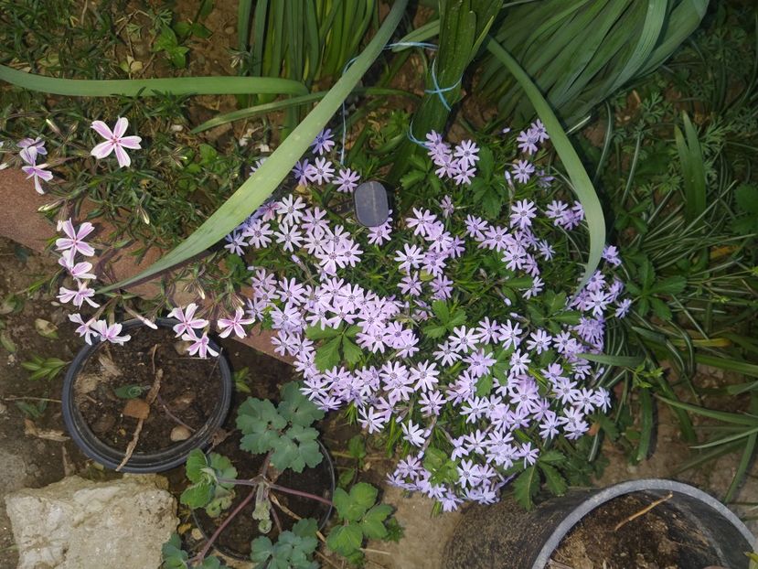 Phlox subulata kimono pink white - Phlox