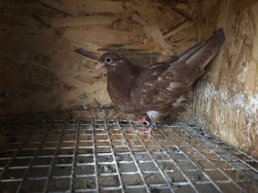 511/22 - 5- lot zbor 2022