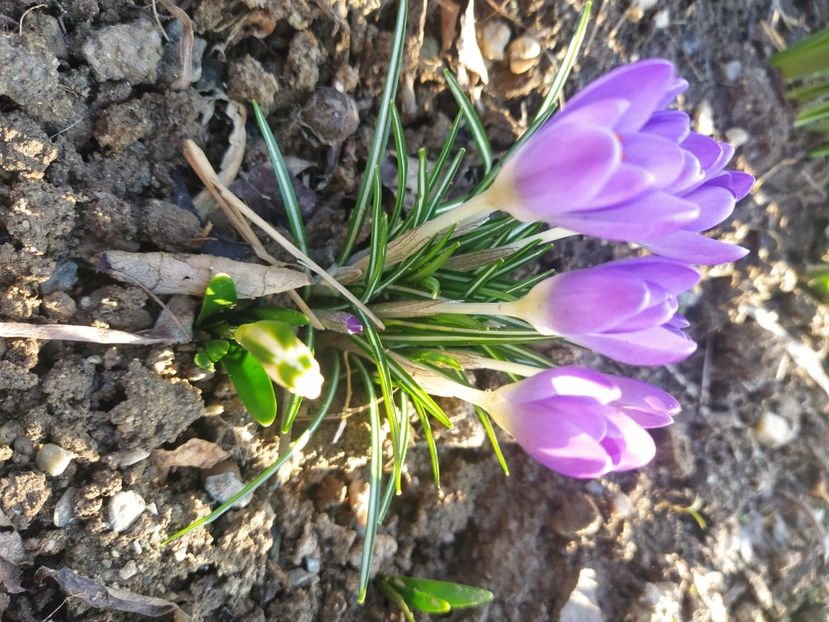 - Lalele-zambile-muscari-ghiocei-branduse