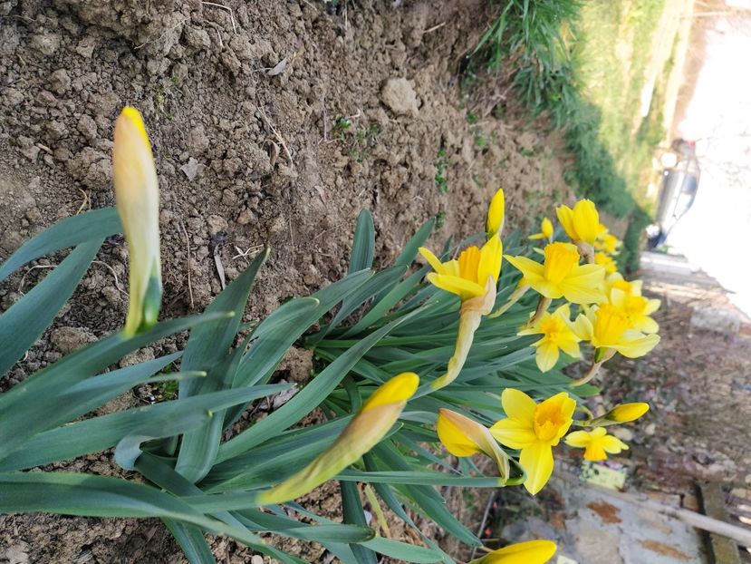  - Lalele-zambile-muscari-ghiocei-branduse
