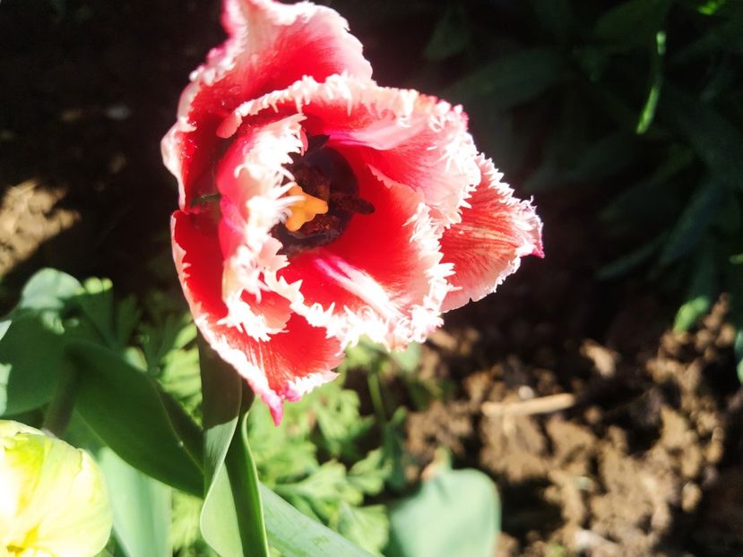  - Lalele-zambile-muscari-ghiocei-branduse