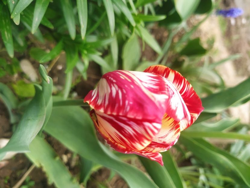  - Lalele-zambile-muscari-ghiocei-branduse