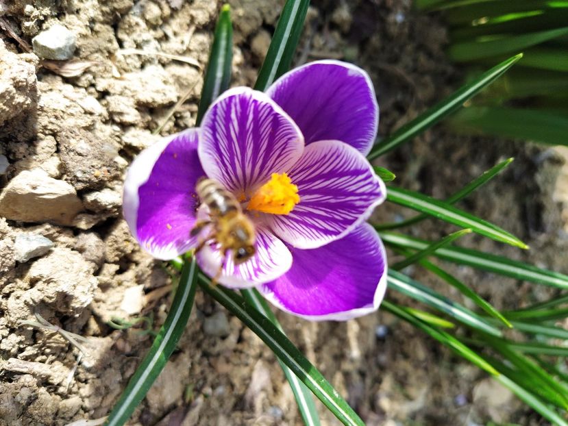  - Lalele-zambile-muscari-ghiocei-branduse