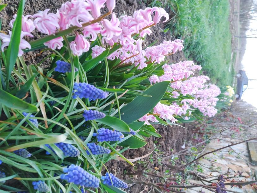 - Lalele-zambile-muscari-ghiocei-branduse