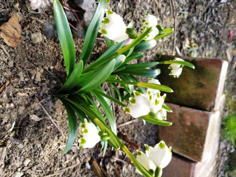  - Lalele-zambile-muscari-ghiocei-branduse