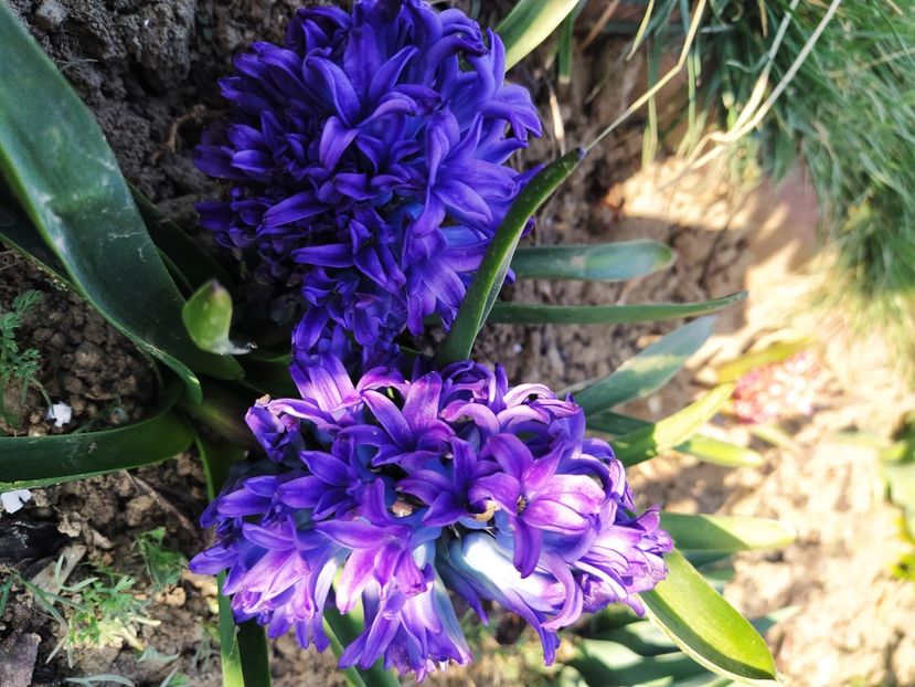  - Lalele-zambile-muscari-ghiocei-branduse