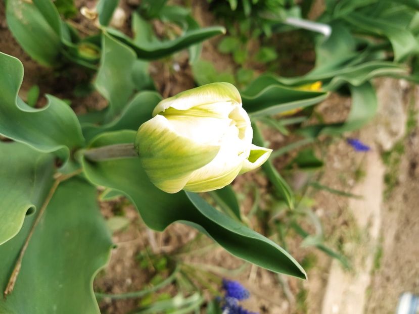  - Lalele-zambile-muscari-ghiocei-branduse