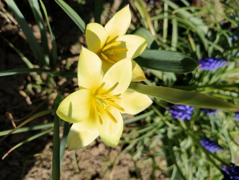  - Lalele-zambile-muscari-ghiocei-branduse