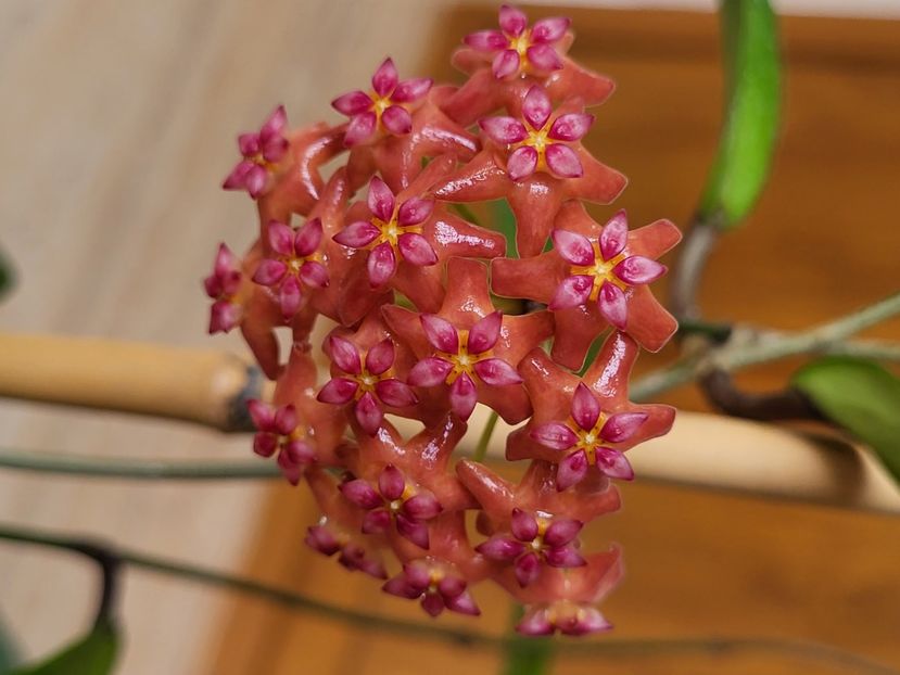  - Hoya benguetensis