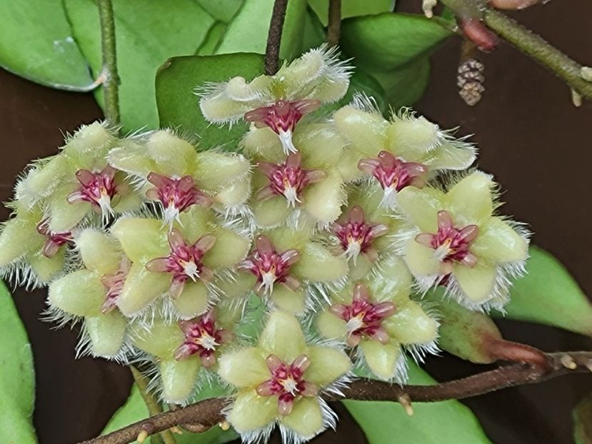  - Hoya Soidaoensis