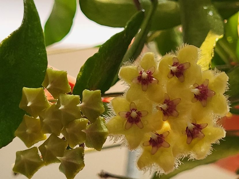  - Hoya Soidaoensis