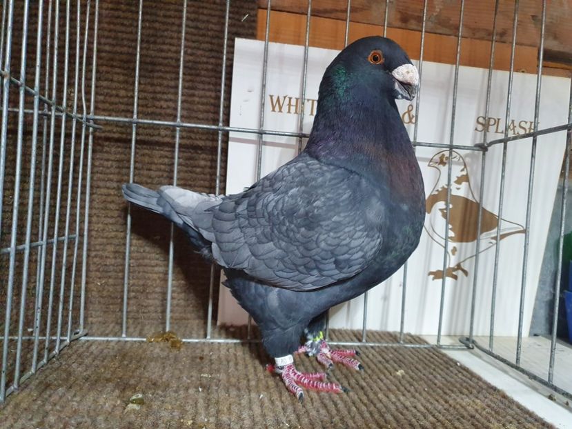  - Porumbei Vânduți