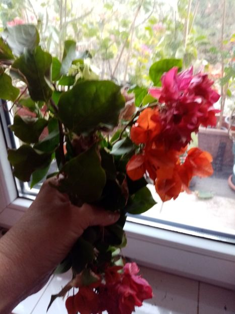 Butasi de buga - Noiembrie 2022