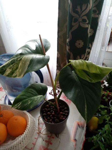 Monstera variegata - Noiembrie 2022