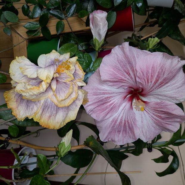 18.11.2022 - HIBISCUSI 2022-7