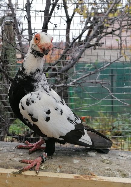 F 2022 - Carunculați 2022