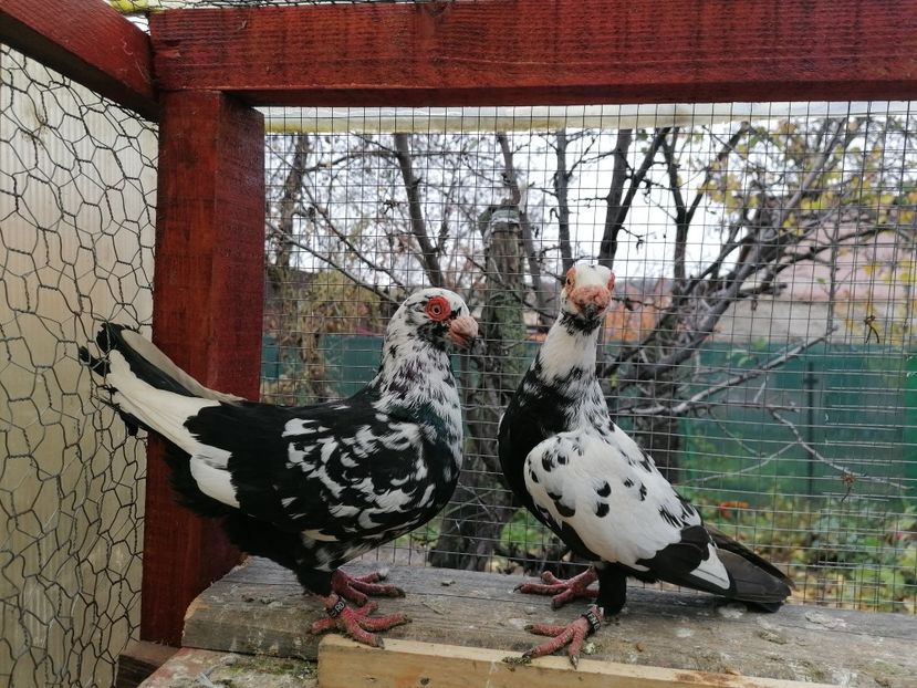 MF 2022 - Carunculați 2022