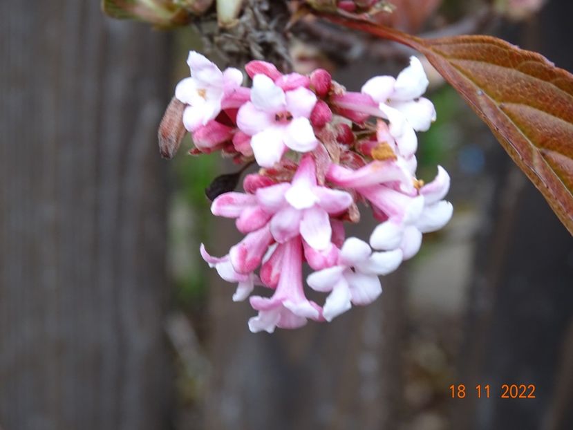  - Copacei si arbusti 2022