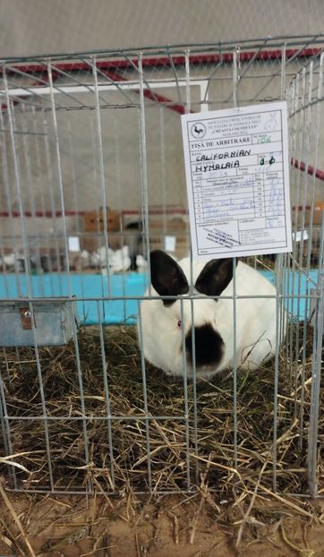  - A-IEPURI CALIFORNIENI