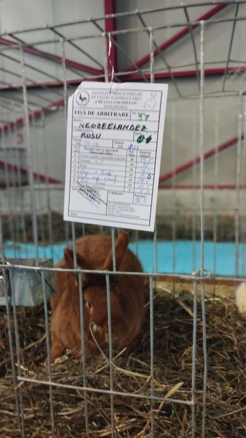  - A-IEPURI NEOZEELANDEZ ROSU