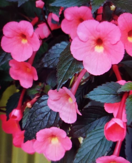 CORAL SUNSET - AAA RIZOMI ACHIMENES DISPONIBILI -2023