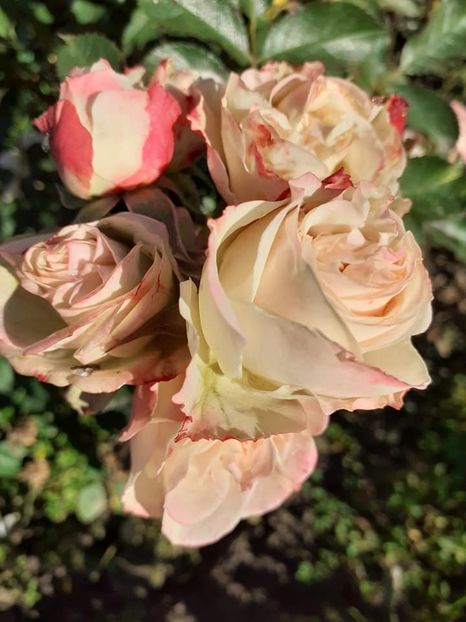  - Patricia flowers circus-Kordes