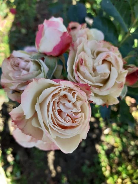  - Patricia flowers circus-Kordes