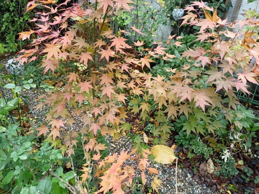 Acer Asahi-Zuru - Grădina 2022 continuare 5