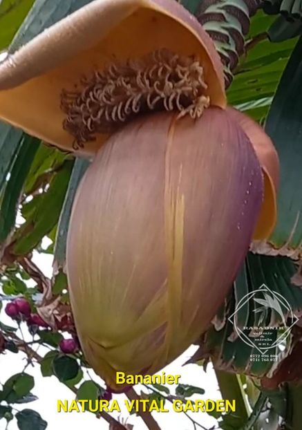 bananier - BANANIER JAPONEZ pt fructe INDISPONIBIL