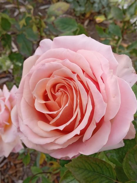 Fotografii diñ18 11 2022 - NOEMBRIE 2022