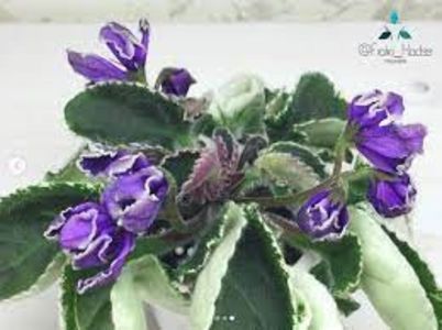 descărcare - ZZHodds-Peljmeshek