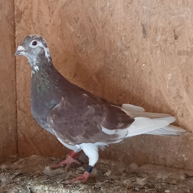 Femela 17-596....-10 lei - Porumbei vanduti