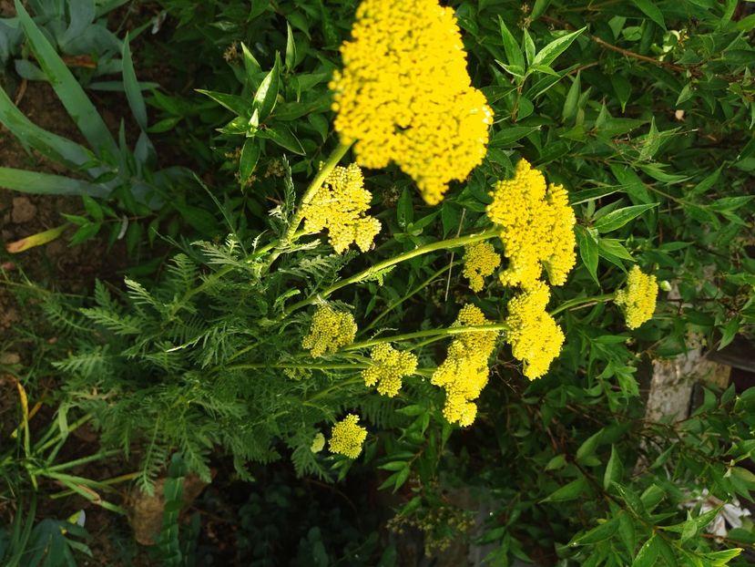 Neugold - Coada șoricelului -Achillea filipendulina