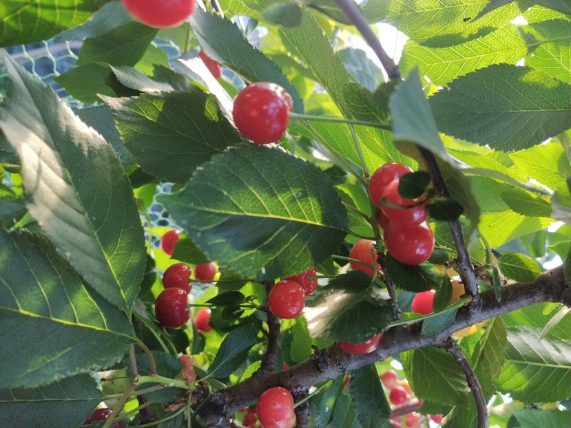  - Pomi fructiferi-arbusti-vita de vie ---- fructe