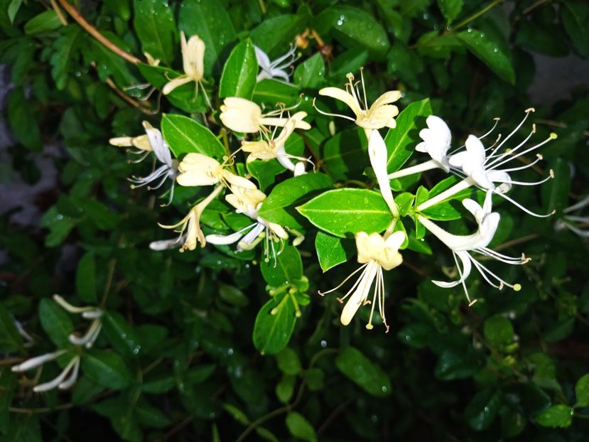 Lonicera japonica Halls prolific - Mana maici Domnului-Lonicera japonica