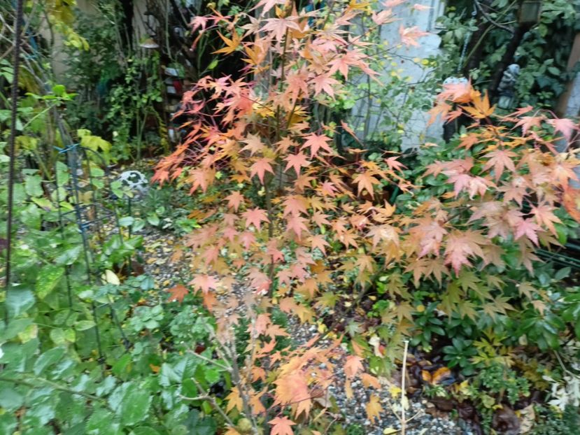 Acer Asahi-Zuru - Grădina 2022 continuare 5