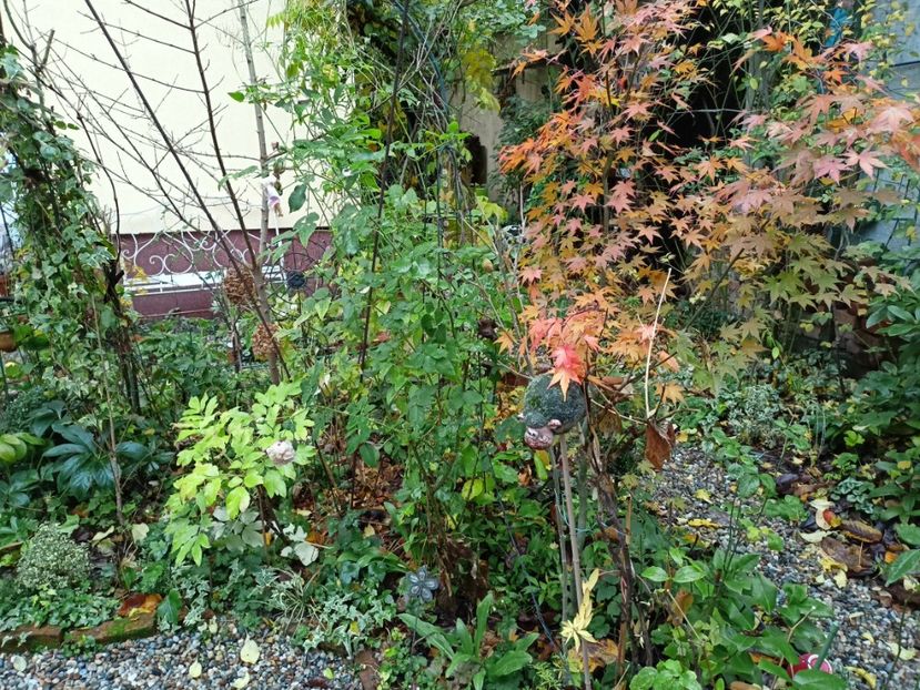  - Grădina 2022 continuare 5